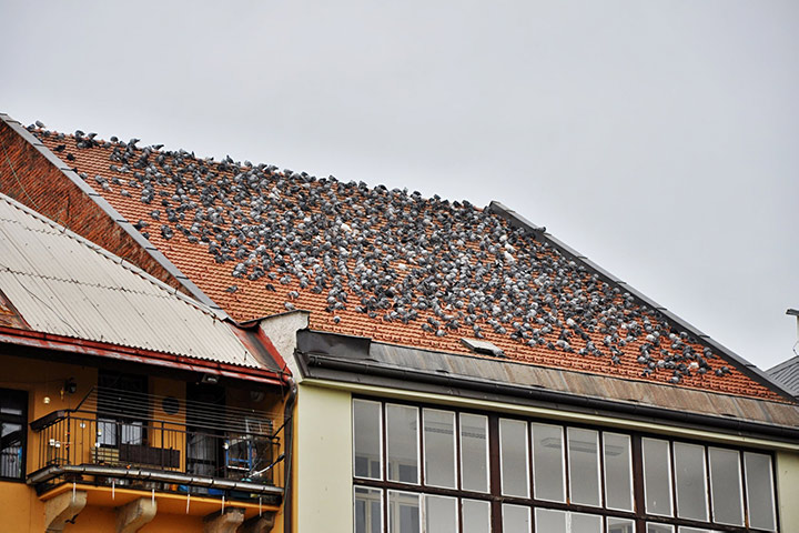 A2B Pest Control are able to install spikes to deter birds from roofs in Bicester. 