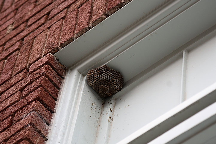 We provide a wasp nest removal service for domestic and commercial properties in Bicester.